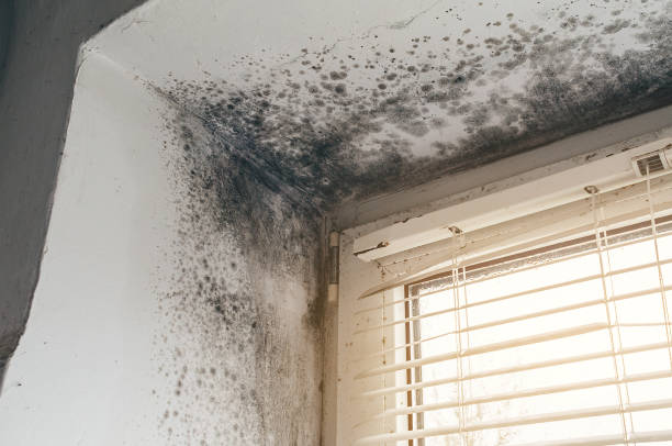 Affordable Mold Removal solutions in Maugansville, MD