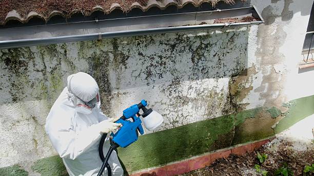 Top rated local Mold Removal specialists in Maugansville, MD